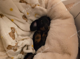 Miniature dachshund
