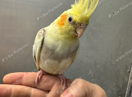 &pound;250 each hand reared baby cockatiels available