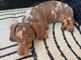 Mini Dachshund for sale