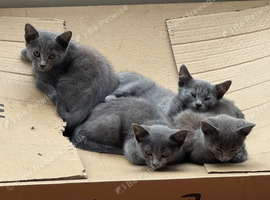 4 babies girls Russian Blue