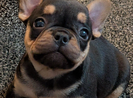 Beautiful French Bulldog
