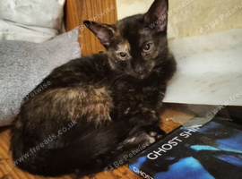 raven (3 months) ASAP