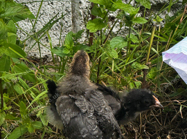 2 chicks.. 1  Marbars & 1 Cream Legbar