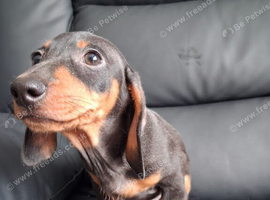 Dachshund puppy miniature boy ready now