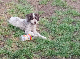 11month old cockapoo