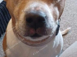Jack Russell cross staffy