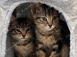 british Shorthair Tabbys