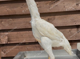 Splash O shamo pullet