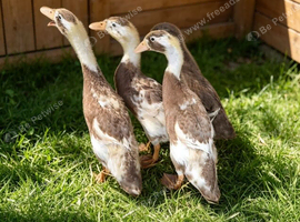6 week old Indian Runner Ducks
