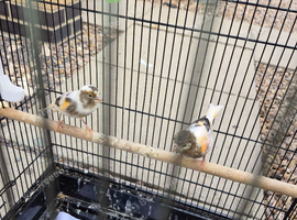 Pair of Canaries