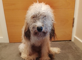 I am selling a dog