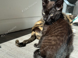 Cute kitty looks for new home