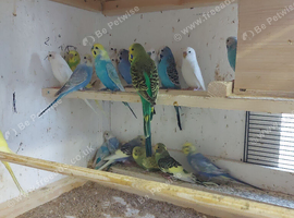 Budgies