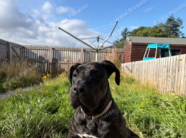 Presa Canario Puppy
