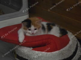 Female kitten