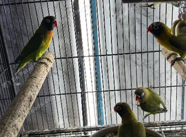 Baby lovebirds Glasgow
