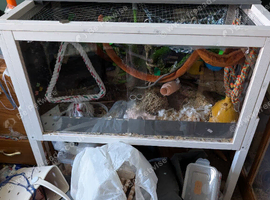 1 male mouse and full setup
