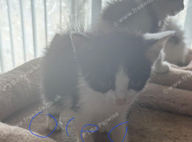 Domestic shorthair kittens
