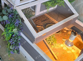 4yr old herman tortoise and enclosure