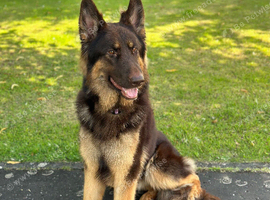 KC Registered Liver & tan stud