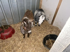X2 Pygmy goats