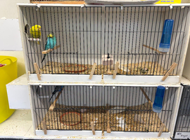 Budgie breeding cages