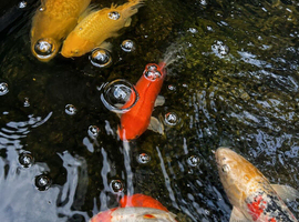 Goldfish outdoor pond various beautiful colours large sizes up around 9 inches all young plenty of life in them