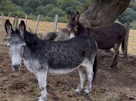 Jenny donkeys infoal