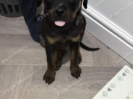 Rottweiler champion blood line