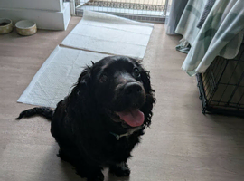 6 month old boy cavapoo