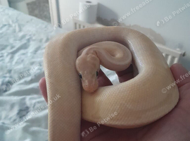 Royal pythons for sale