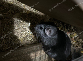 Baby Male Chinchilla