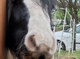 Mare for sad sale