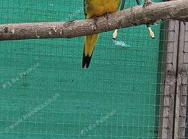 Male Turquoise Parakeet