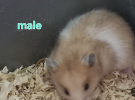 Syrian hamsters for sale