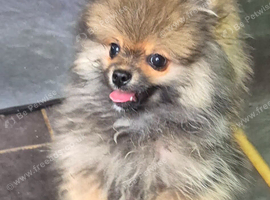 Pomeranian puppies