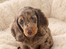 Gorgeous long haired miniature dachshund puppies