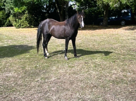 13 hh Welsh B