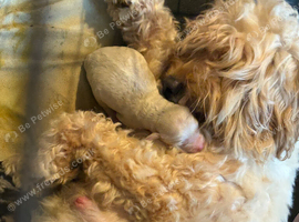3 cockapoo puppies ready to go