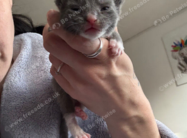 Siamese x kittens