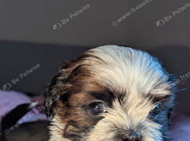 shih tzu pups