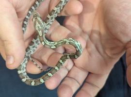 Baby Anery corn snake