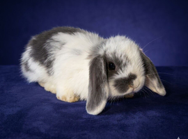 Mini lops looking for new homes