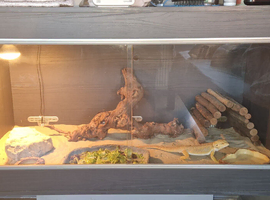 14 month old male bearded dragon and setup