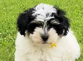 Havanese Maltese mix puppie