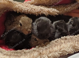 Baby rabbits. Born 15th June.