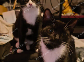 Mixed breed kittens