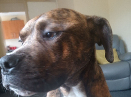Lovely Friendly Billy Needs Loving Forever Home