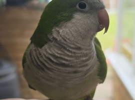 Loving Super tame green quaker
