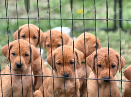 LABRADOR RETRIEVER PUPPIES
